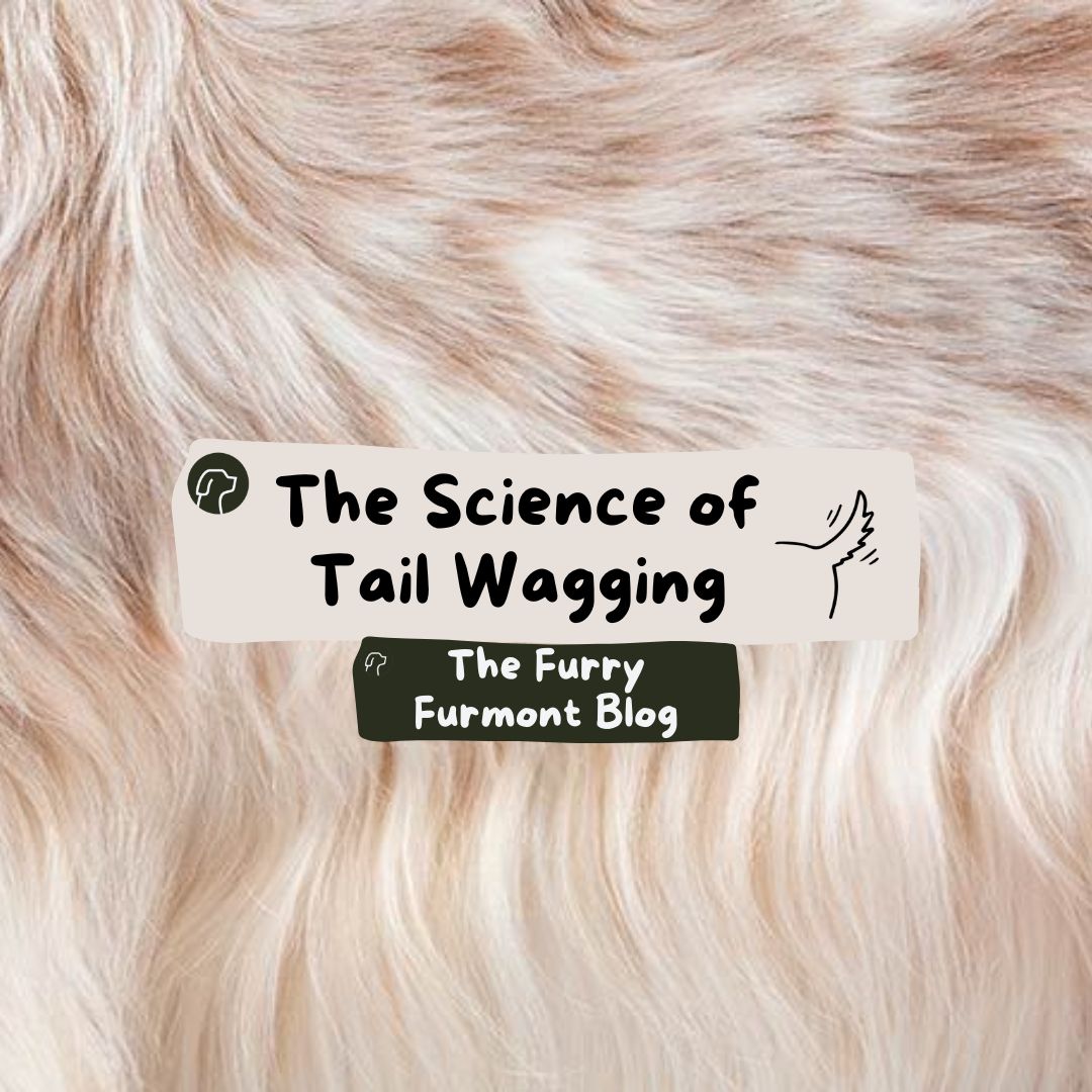 đ¶ The Science of Tail Wagging: What Your Dogâs Wag Means