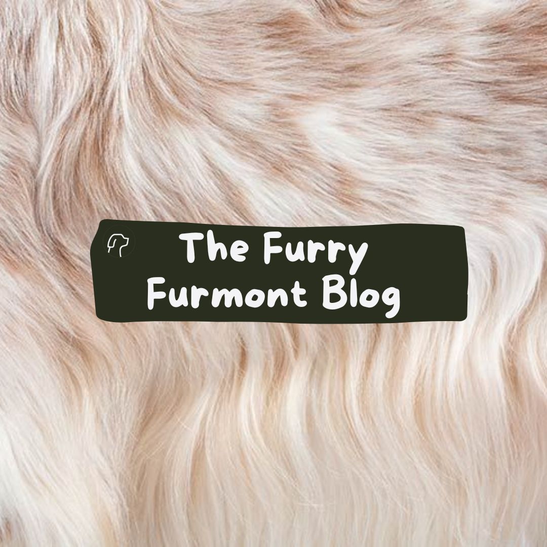 Introducing The Furry Furmont Blog: Your Guide to a Healthier, Happier Dog