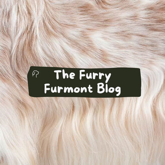 Introducing The Furry Furmont Blog: Your Guide to a Healthier, Happier Dog