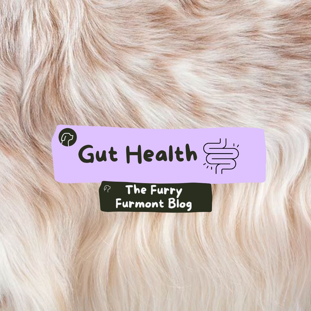 Gut Health = Happy Pup: Why Digestion is the Key to Well-Being